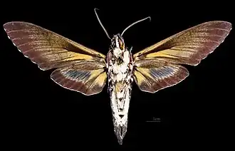 Cocytius antaeus ♂ △, Präparat