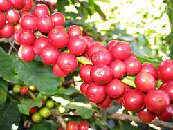 Steinfrüchte von Arabica-Kaffee (Coffea arabica)