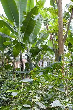 Kaffeestrauch unter Papaya-Bäumen