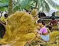 Gewinnung von Kokosfasern