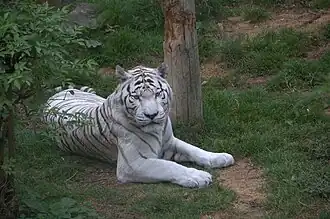 Weißer Königstiger