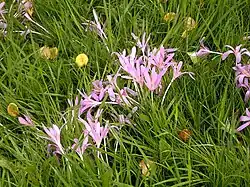 Herbstzeitlose (Colchicum autumnale)