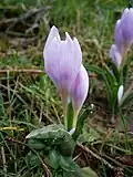 Colchicum hungaricum als Zierpflanze, Außenseite der Blüte