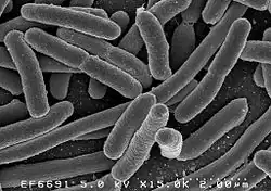Escherichia coli-Bakterien