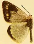Männchen von Colias sagartia