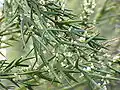 Colletia spinosissima