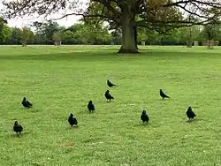 Foto einer Parkfläche mit Dohlen und Bäumen