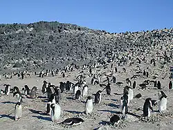 Adeliepinguine am Kap Royds