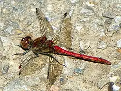 Große Heidelibelle ♂