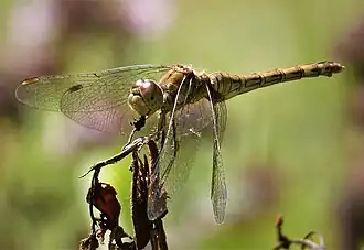 Große Heidelibelle ♀