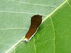 Junge Raupe (zweites Stadium)