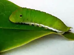 Ausgewachsene Raupe (grüne Morphe)