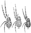 Schematiken von Weibchen der Brückenkreuzspinne (Larinioides sclopetarius), der Heckenkreuzspinne und der Schilfradspinne (Larinioides cornutus), Ausschnitt aus The Common Spiders of the United States. von Ginn & Company. Boston. (1902)