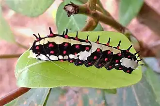 Raupe, weißliche Form