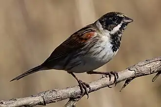 Rohrammer (Common reed bunting)