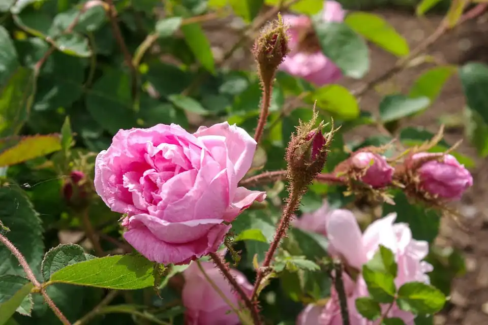 Rosa x centifolia 'Muscosa'