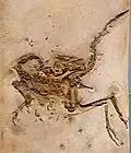 Theropoder Dinosaurier Compsognathus longipes