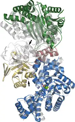 Pyruvat-Phosphat-Dikinase