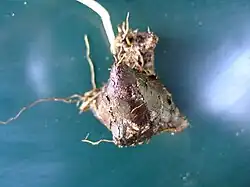 Französische Erdkastanie