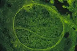 Control-normal human serum against human nerve tissue