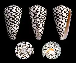 Conus marmoreus