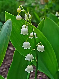 Maiglöckchen (Convallaria majalis)