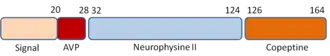 Aus der Polypeptidkette des Prä-pro-vasopressins entsteht nach Spaltungen das Nonapeptid des AVP (ADH) (dunkelrot)