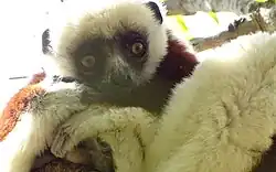 Coquerel-Sifaka Propithecus coquereli[13]
