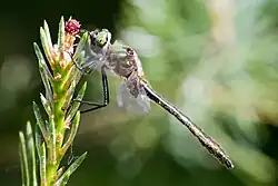 Männchen im Seitenprofil