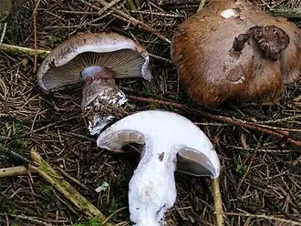 Erdigriechender Schleimkopf (Cortinarius variecolor)