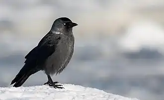 Foto einer Dohle mit weißen Halsrändern