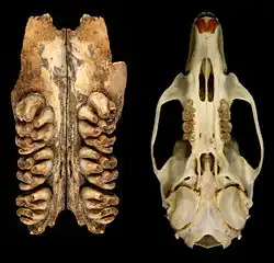 Zwei Schädelstücke in Ventralansicht