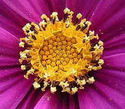 Detail der Blümchen