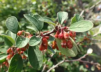 Gewöhnliche Zwergmispel