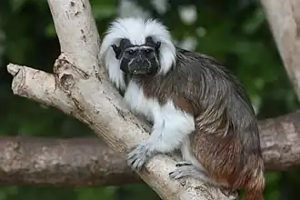Lisztaffe (Saguinus oedipus)