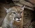 Puma (Puma concolor)