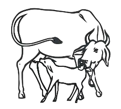 Eine Kuh mit Kalb – das Parteisymbol von Indira Gandhis Congress (R) bzw. Kongresspartei zwischen 1969 und 1978