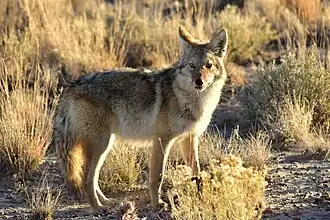 Kojote (Canis latrans)
