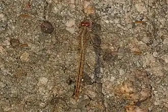 Crocothemis divisa ♀