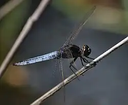 Crocothemis nigrifrons ♂