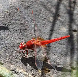 Crocothemis sanguinolenta ♂