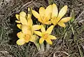 Crocus chrysanthus (F)