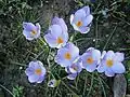 Crocus imperati 'De Jager'