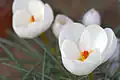 Crocus niveus (H)