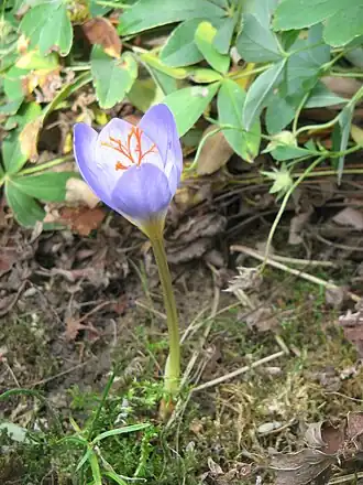 Crocus pulchellus (H)