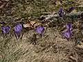 Crocus veluchensis (F)