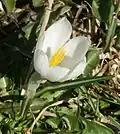 Crocus albiflorus, Blüte