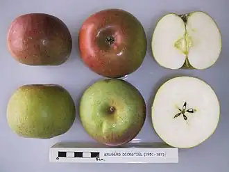 Krügers Dickstiel (acc. 1951-187)