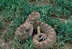 Rasselnd drohende Texas-Klapperschlange (Crotalus atrox)