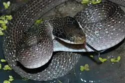 Weißlippen-Schlange (Crotaphopeltis hotamboeia)
